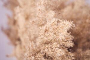 Close-up of fluffy pampas grass with soft beige texture in natural light. photo