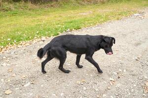 Black dog walking on gravel path in autumn landscape with fallen leaves and green grass. photo