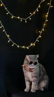 A cat wearing sunglasses and a red tie is sitting on a black background photo