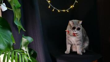 A cat wearing sunglasses sitting on a chair photo