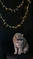 A cat sitting on a chair near a christmas tree photo