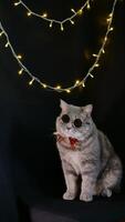 A cat wearing sunglasses and a bow tie in front of a christmas tree photo