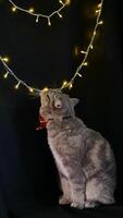 A cat is standing in front of a christmas tree photo