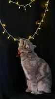 A cat is standing in front of a christmas tree photo
