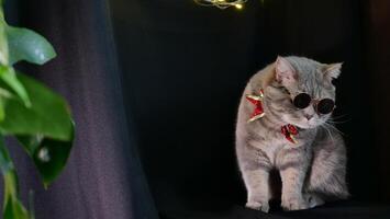 A cat wearing sunglasses and a red tie photo