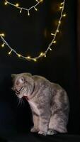 A cat is sitting on a bed with a string of lights photo