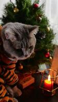 A cat in a tiger pajamas sitting near a christmas tree photo