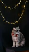 A cat wearing sunglasses and a red bow sits on a chair photo
