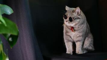 A cat wearing sunglasses sitting on a chair photo