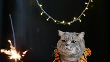 A cat wearing a costume and holding a sparkler photo