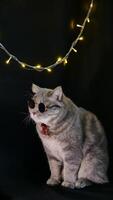 A cat wearing sunglasses and a hat sitting on a black background photo