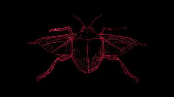 Neon frame effect, Stink Bug on black background video