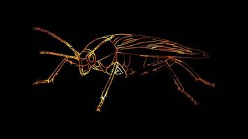 Neon frame effect, Stink Bug on black background video