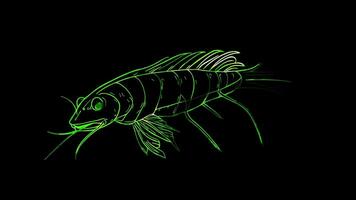 Neon frame effect, Silverfish on black background video