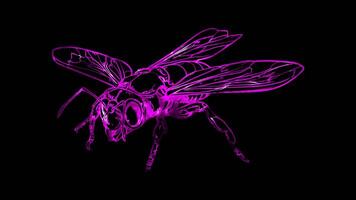 Neon frame effect, winged insect on black background video
