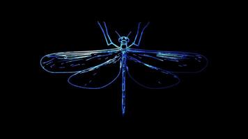 Neon frame effect, Mayfly on black background video