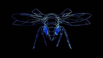 Neon frame effect, winged insect on black background video