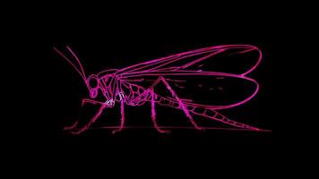 Neon frame effect, winged insect on black background video