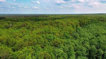 Aerial top view of summer green trees in the forest background. Drone photography. Beautiful panoramic over the tops of trees under the blue sky with white clouds. Camera moves right. video