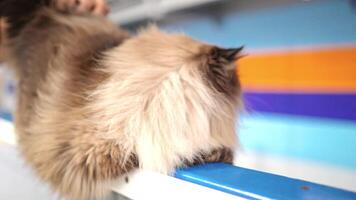 Fluffy Cat At Judging Competition video