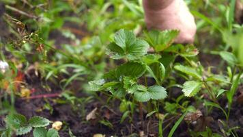 Woman removes weeds from the garden. Hand of a gardener pulls weeds out of the soil in the garden in spring. Rural works. video