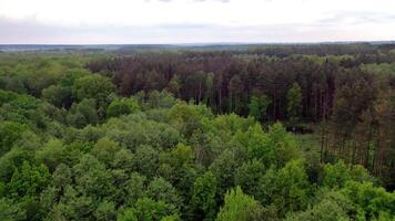 Natural panoramic view of the forest after the rain. Flight over the tops of various trees in woodland outdoors. Motion camera forward. video