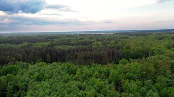 Beautiful landscape of natural background of green trees in the forest. Bird's flight view of the tops of trees in summer. Camera moves forward. video