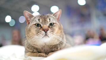 Scottish Fold cat resting on the sofa. Large cat looking in the camera. video