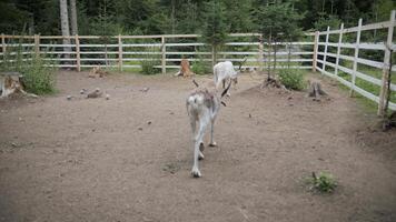 Two Thin Reindeer Walking in Circles in Enclosure, Possibly Stressed video