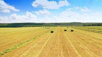 Many bales on the field background in summer. Flight over the haymaking processed into round bales during agricultural works during harvesting. video