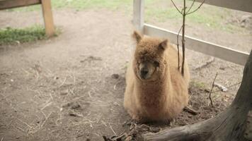 Alpaca Resting on Ground in Petting Zoo Enclosure video
