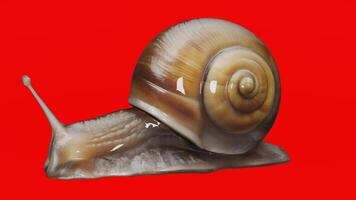 A snail is shown on a red background photo
