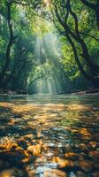 Sunlight filtering through trees onto a stream bed photo