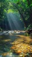 Sunbeams Illuminate a Tranquil Stream Through Lush Forest Canopy photo
