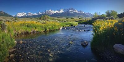 Mountain Stream Flowing Through Meadow with Yellow Flowers photo