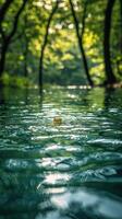 A Single Leaf Floating on the Surface of a Tranquil Forest Pond photo