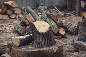 Chopped Logs in a Rustic Woodland Setting photo