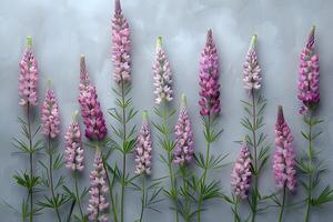 Vibrant Array of Lupine Flowers Against Textured Gray Background for Nature and Botanical Design photo