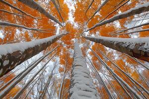 Autumn Forest Serenity with Snow-Covered Trees from Below photo