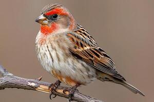 Vibrant Plumage of a Finch Perched on a Branch in Natural Habitat photo
