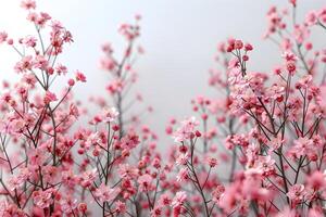 Delicate Pink Blossoms Against a Soft Pastel Background for Floral Design Projects photo
