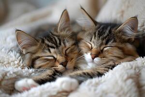 Cozy Cats Sleeping Peacefully Together on a Soft Blanket for Pet Comfort and Relaxation photo
