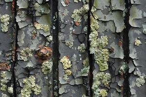 Textured Close-Up of Weathered Peeling Paint and Lichen on Rustic Surface photo