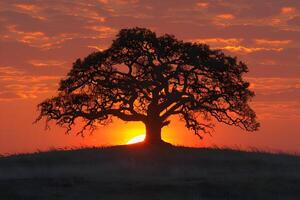 Majestic Tree Silhouette at Sunset with Vibrant Sky photo