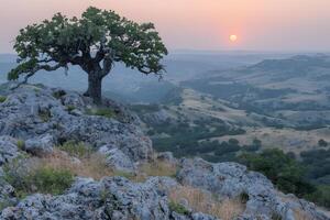 Serene Sunset Over Rolling Hills and Lone Tree in Rocky Landscape photo