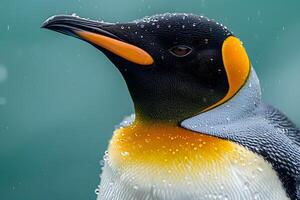 Majestic King Penguin in Raindrops - Wildlife Portrait and Nature Photography photo
