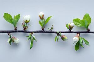 Spring Blossom Branch with Budding White Flowers and Green Leaves for Botanical Design photo