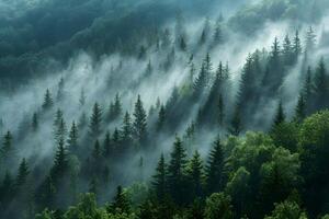 Misty Morning Forest Scene with Sunrays - Nature's Tranquility and Serenity photo