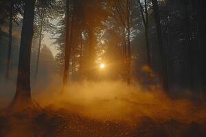 Enchanting Forest Sunrise - Mystical Woods with Golden Light for Nature and Landscape Design photo