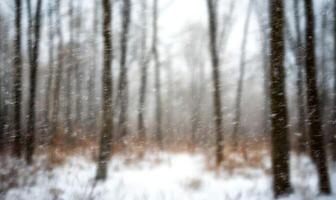 A blurry image of a snowy forest with trees covered in snow photo